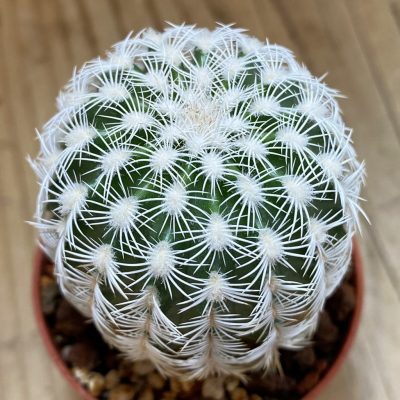 SH39150 Echinocereus reichenbachii v. albispinus (cold-resistant)
