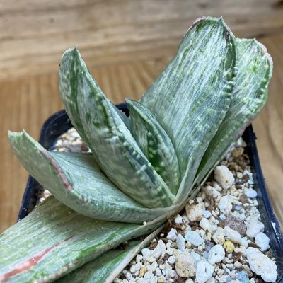 SH39124 Gasteria nigricans 'Silver'