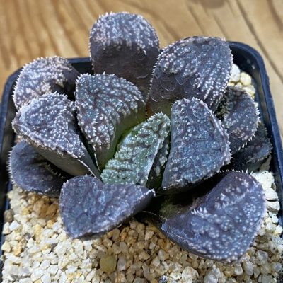 SH39125 Haworthia 'Mordor'