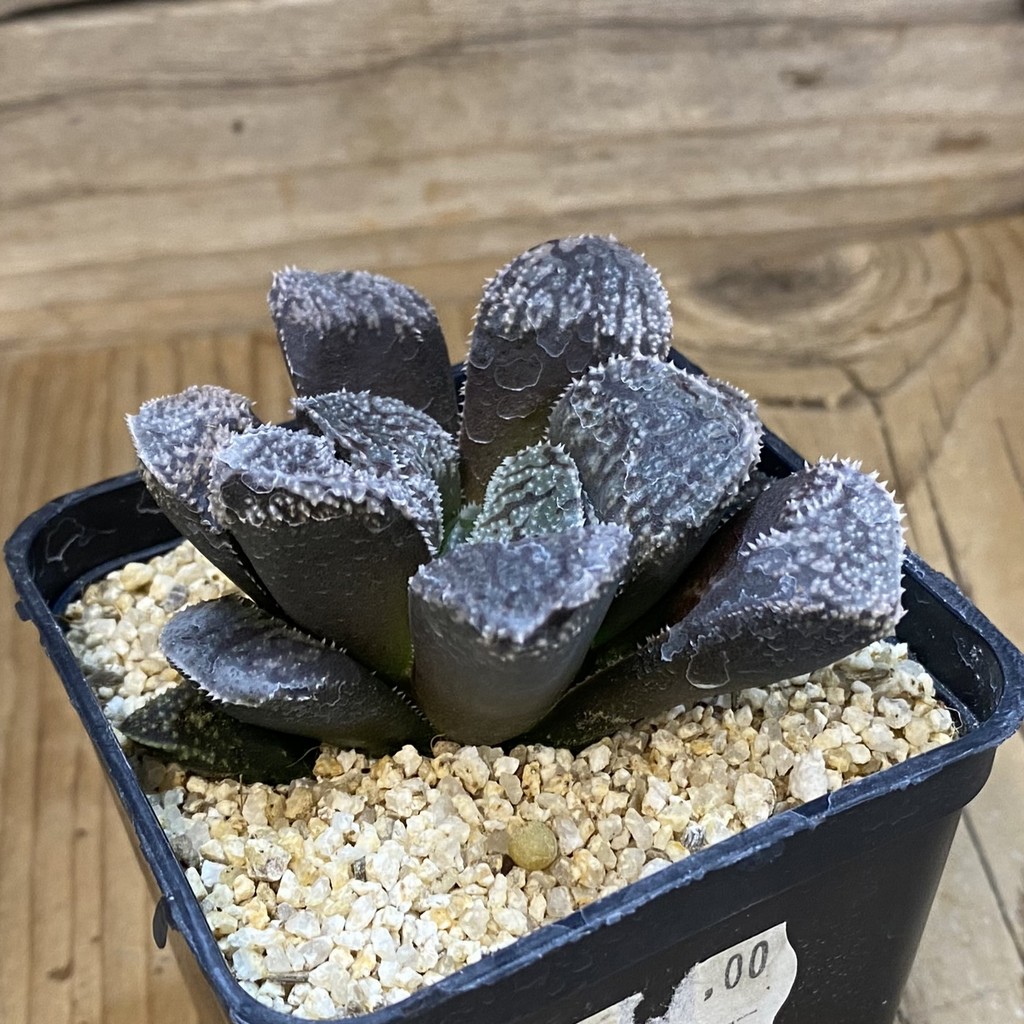 SH39125 Haworthia 'Mordor' - Image 2