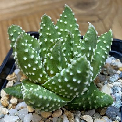 SH39126 Haworthia pumila, compact form