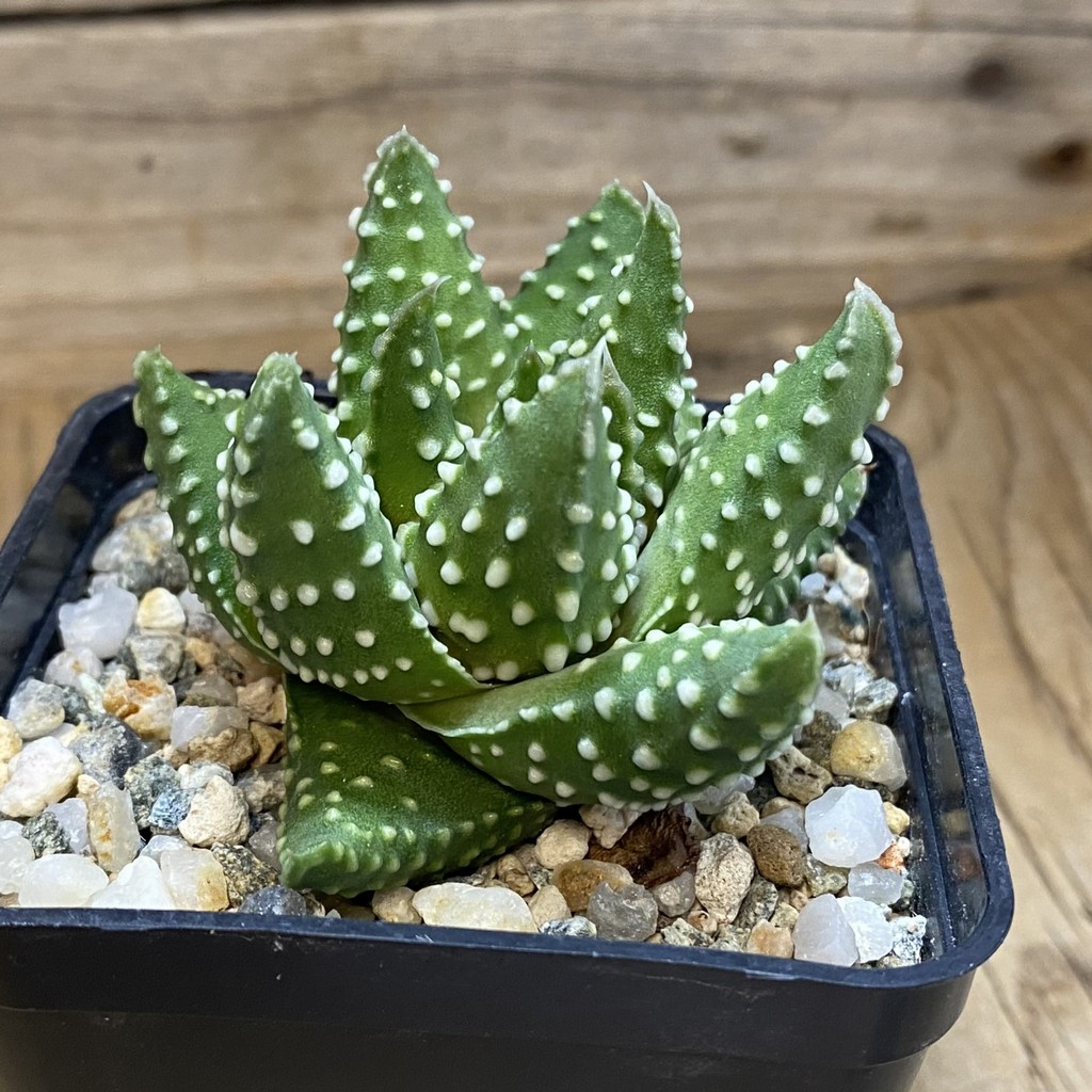 SH39126 Haworthia pumila, compact form - Image 2