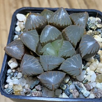 SH39127 Haworthia obtusa 'Black Star' hybrid