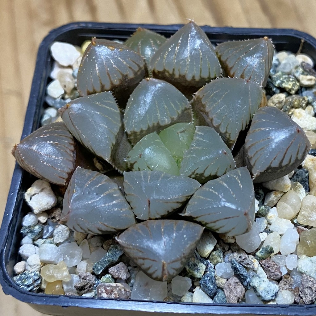 SH39127 Haworthia obtusa 'Black Star' hybrid