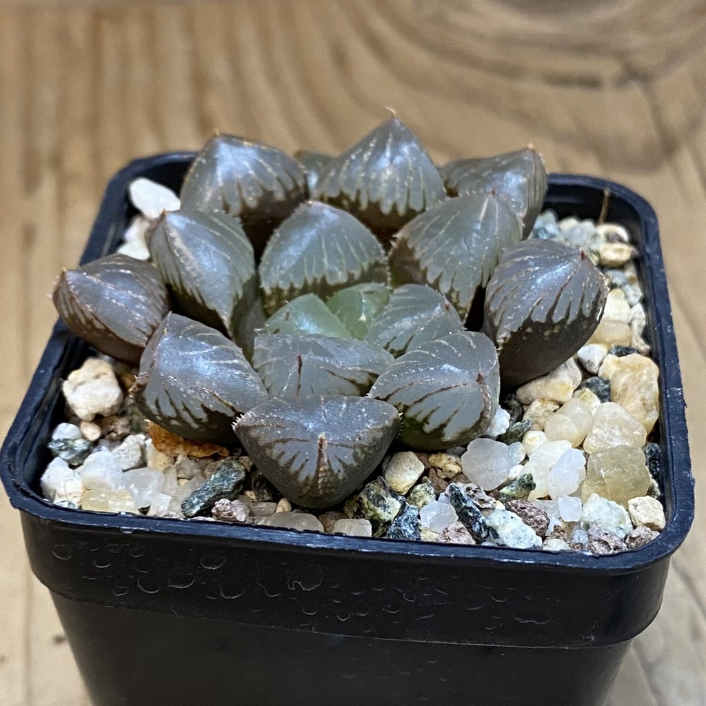 SH39127 Haworthia obtusa 'Black Star' hybrid - Image 2