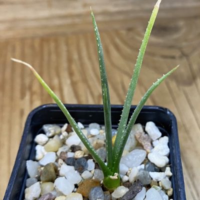 SH39128 Aloe pronkii