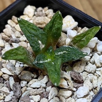 SH39129 Ariocarpus kotschoubeyanus v. elephantidens x Ariocarpus fissuratus ‘Godzilla’, own roots seedling