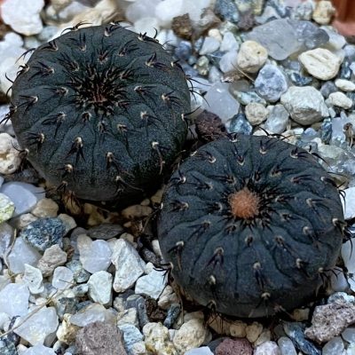 SH39130 Frailea castanea, 2 plants, seedling