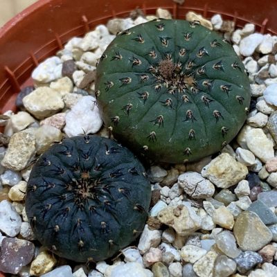 SH39131 Frailea castanea, 2 plants, seedling