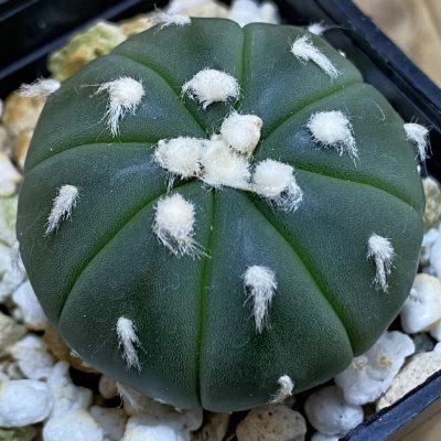 SH39132 Astrophytum asterias ‘Ooibo'