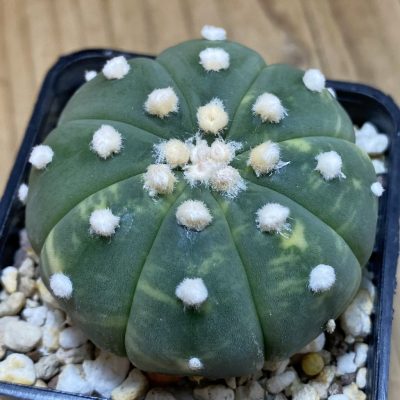 SH39133 Astrophytum asterias ‘Ooibo' f. variegata