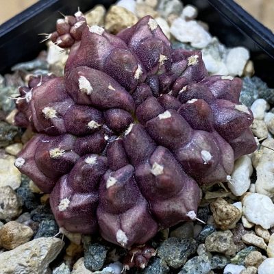 SH39134 Gymnocalycium mihanovichii 'Day Dream' f. cristata