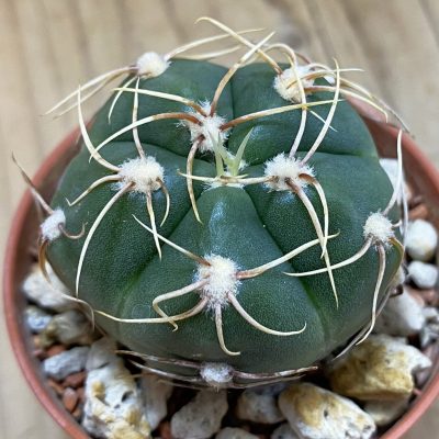 SH39151 Gymnocalycium denudatum 'Jan Juba'