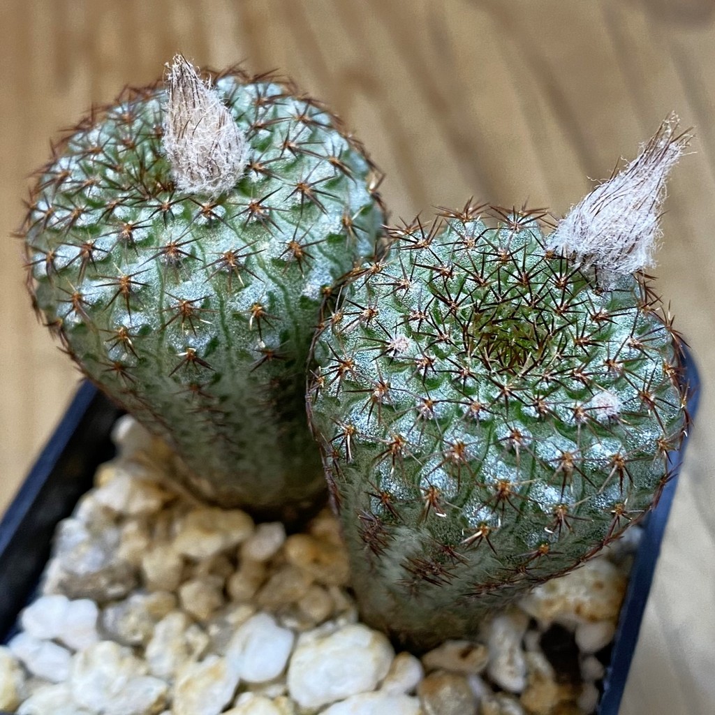 SH39135 Frailea chiquitana, 2 plants