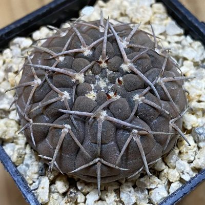 SH39136 Gymnocalycium bodenbenderianum VOS 14-1750