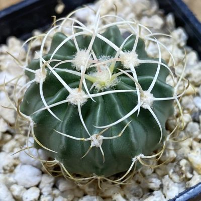 SH39137 Echinocactus texensis -Fort Stockton-