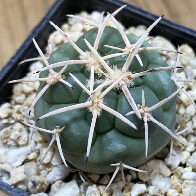SH39138 Coryphantha poselgeriana DJF 75.44