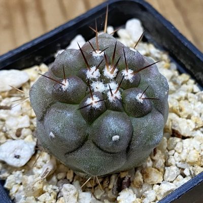 SH39140 Copiapoa cinerea -Perales-