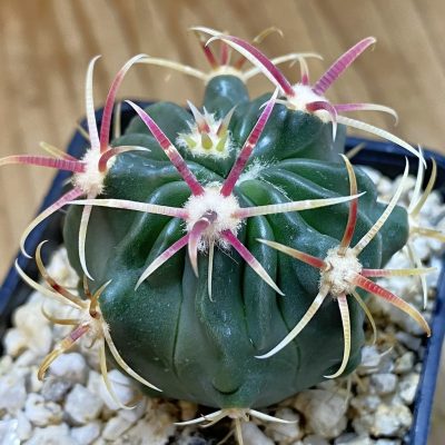 SH39141 Ferocactus latispinus