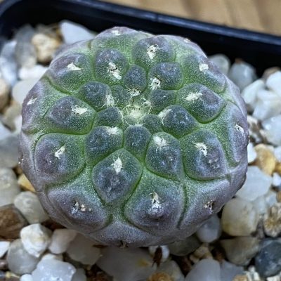 SH39142 Thelocephala napina PV 2050
