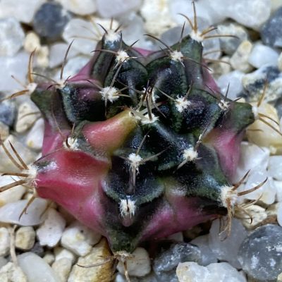 SH39143  Gymnocalycium mihanovichii ‘Bubble Gum’