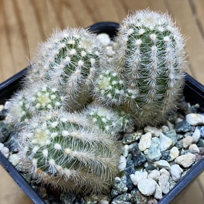 SH39152 Pygmaeocereus rowleyanus