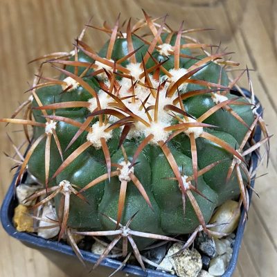 SH39153 Discocactus cangaensis MH 886, own roots