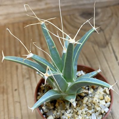 SH39154 Leuchtenbergia principis