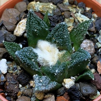 SH39155 Ariocarpus fissuratus v. hintonii