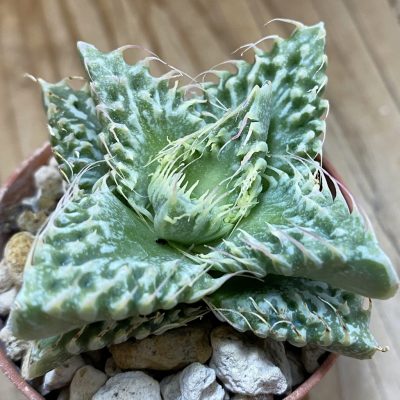 SH39156 Faucaria tuberculosa, seedling -Japan-