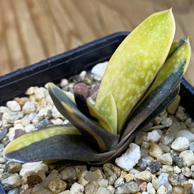 SH39157 Gasteria maculata f. variegata