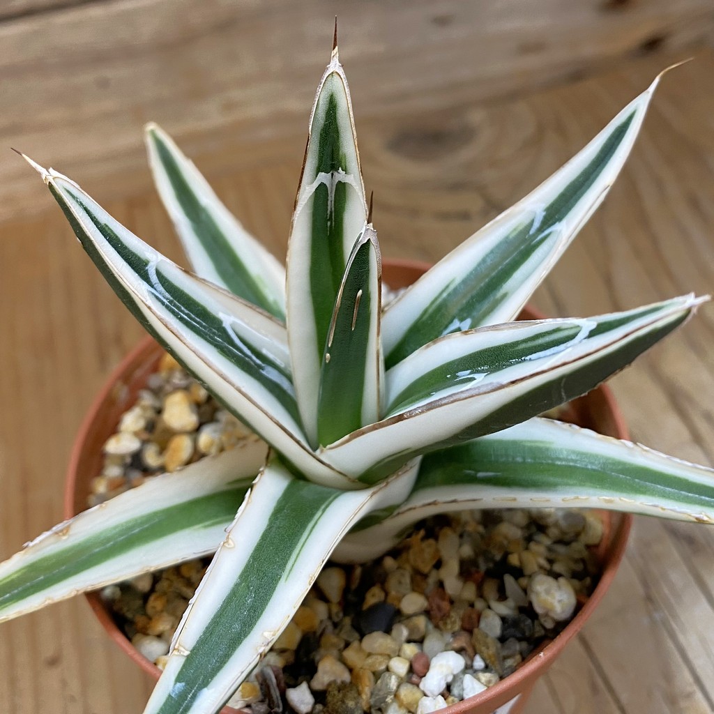 SH39158 Agave victoriae-reginae 'White Rhino'