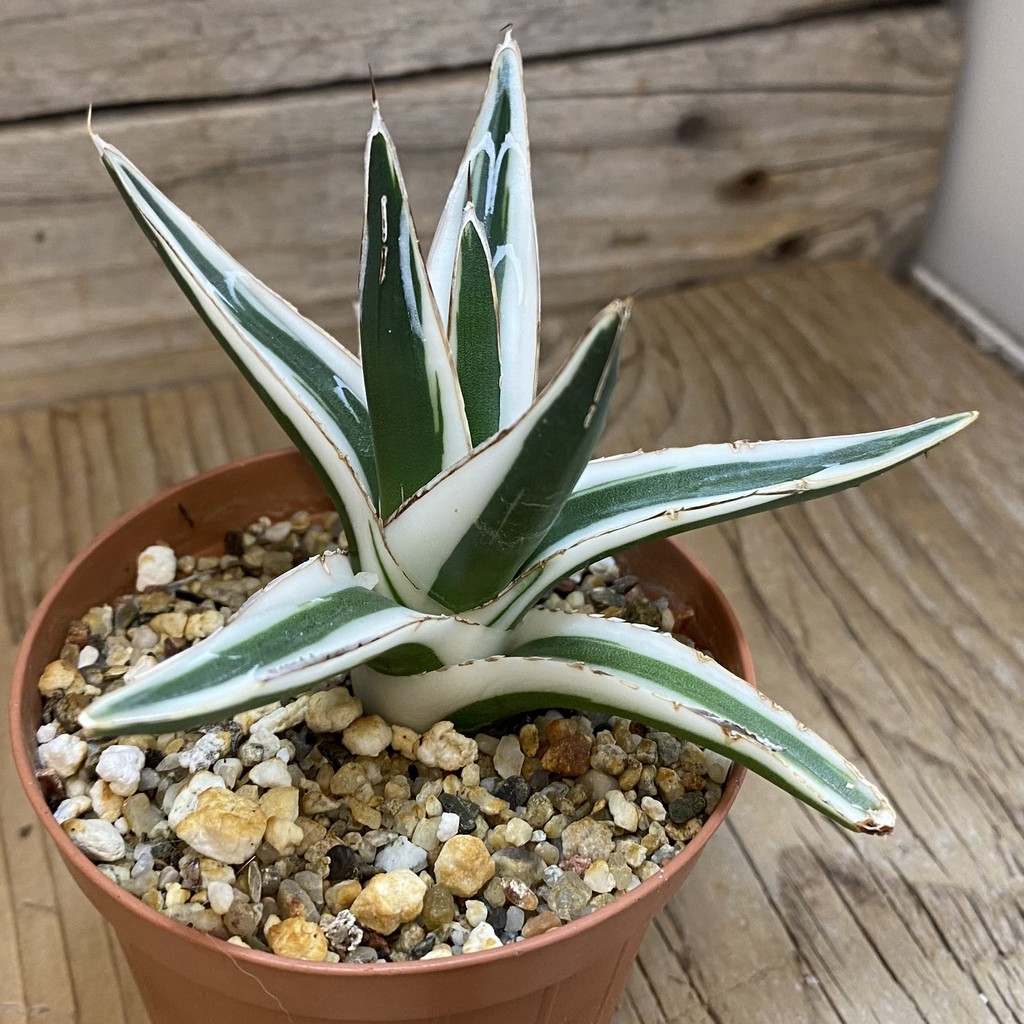 SH39158 Agave victoriae-reginae 'White Rhino' - Image 2