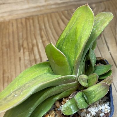 SH39159 Gasteria hybrid f. variegata