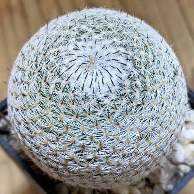 SH39145 Mammillaria microthele v. superfina