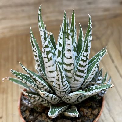 SH39160 Haworthia fasciata 'Alba'