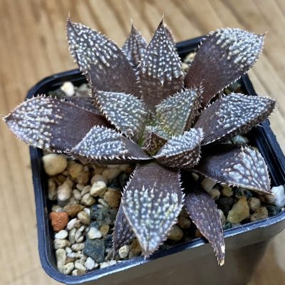 SH39161 Haworthia wimii hybrid, ex Cactus Nishi