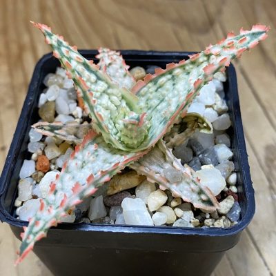 SH39162 Aloe TCT hybrid