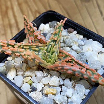 SH39163 Aloe TCT hybrid