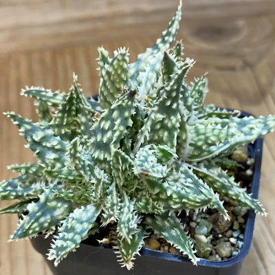 SH39164 Aloe hybrid f. cristata