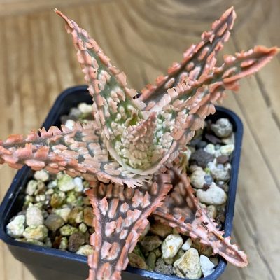 SH39165 Aloe TCT hybrid