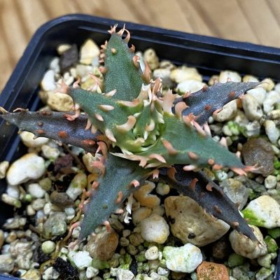 SH39166 Aloe TCT hybrid