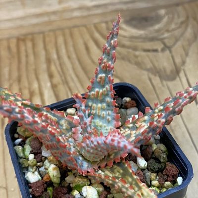 SH39167 Aloe TCT hybrid