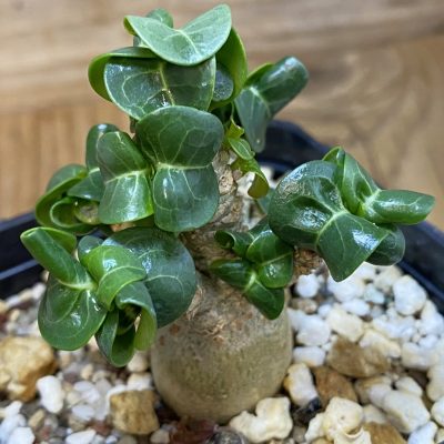 SH39168 Adenium arabicum DHA