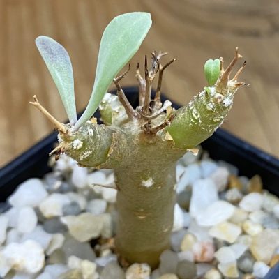 SH39169 Othonna euphorbioides