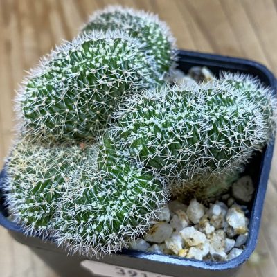 SH39146 Lobivia densispina f. cristata
