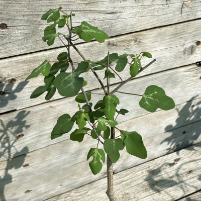 SH39170 Adenia olaboensis