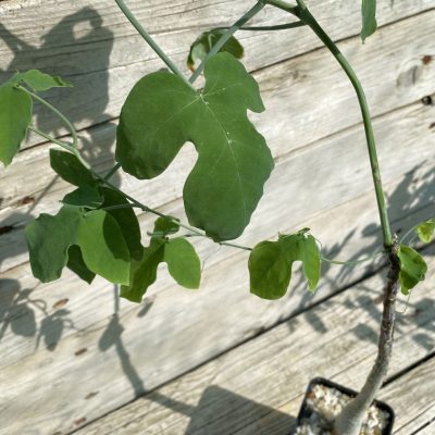 SH39171 Adenia ecirrosa