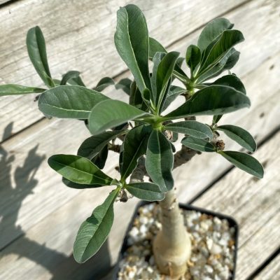 SH39173 Adenium swazicum