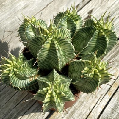 SH39174 Euphorbia meloformis f. variegata